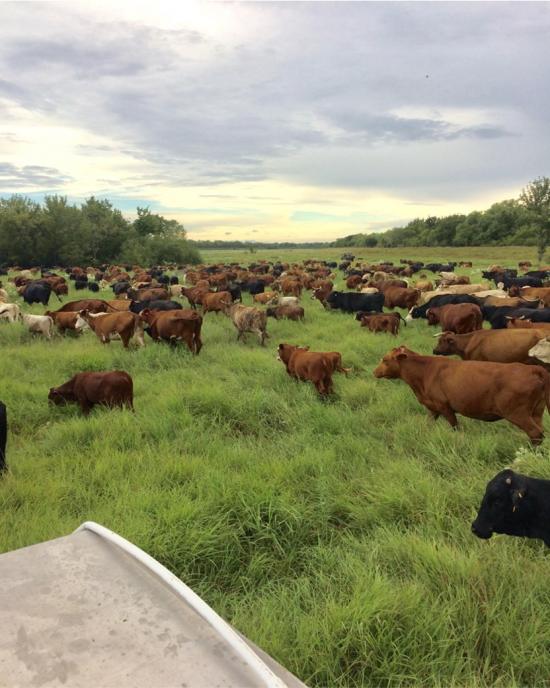 Capturing carbon credits from grassland Successful Farming